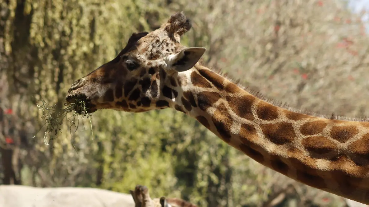Murió la jirafa ‘Fortunata’, icono del zoológico de Chapultepec