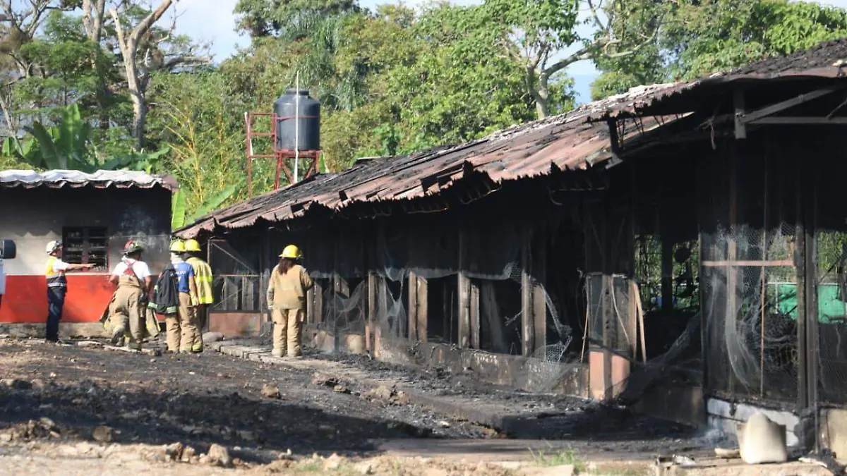 Mueren 30 mil pollos en incendio de granja avícola en Veracruz
